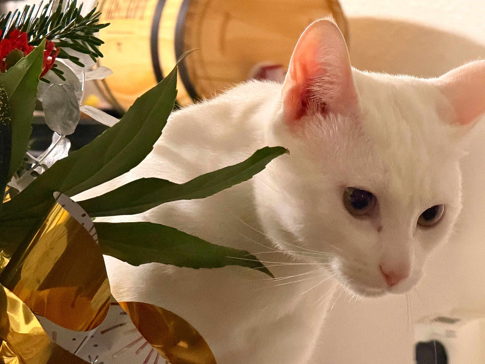 Volt participe au concours pour gagner de l'argent avec cette photo : cat, white_cat, animal, pet, indoor, flower, bouquet, green_leaves, gold_decor, close_up, feline, whiskers, curious, soft_light, domestic, portrait, mammal, plant, decoration, houseplant