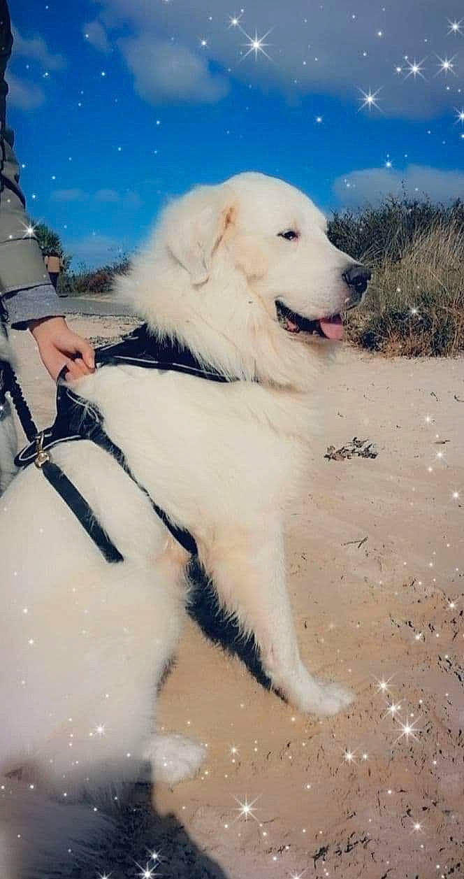 Neo participe au concours pour gagner de l'argent avec cette photo : carnivore, cloud, companion_dog, dog, dog_breed, fur, great_pyrenees, ice_cap, kuvasz, livestock_guardian_dog, plant, polar_ice_cap, polish_tatra_sheepdog, sky, snow, sporting_group, water, winter, working_animal, working_dog