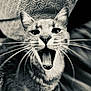 Zorro a rejoint le concours — aidez-le/la à gagner de superbes lots ! cat, animal, close_up, black_and_white, whiskers, mouth_open, tongue, pet, feline, texture, fabric, indoor, portrait, cute, fur, expression, eyes, ears, nose, domestic
