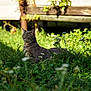 Zorro participe au concours pour gagner de l'argent avec cette photo : cat, gray_cat, outdoor, grass, wildflowers, sunlight, nature, animal, pet, relaxed, greenery, garden, feline, mammal, sitting, daylight, plant, flora, peaceful, leisure