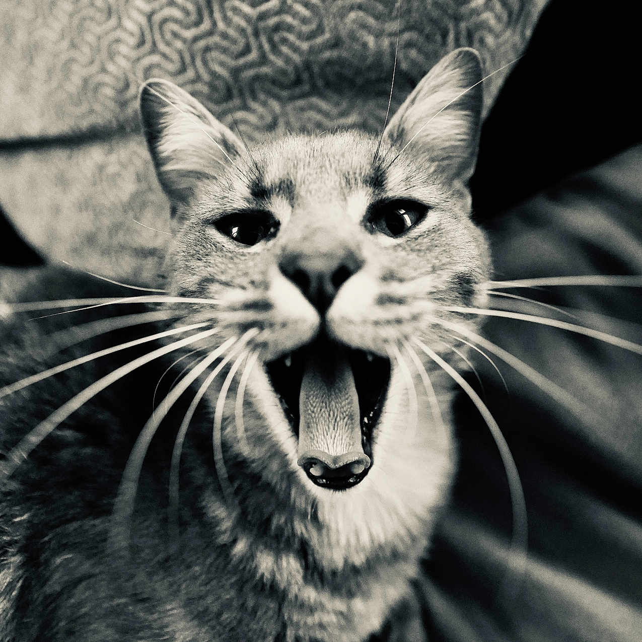 Zorro participe au concours pour gagner de l'argent avec cette photo : animal, black_and_white, cat, close_up, cute, domestic, ears, expression, eyes, fabric, feline, fur, indoor, mouth_open, nose, pet, portrait, texture, tongue, whiskers
