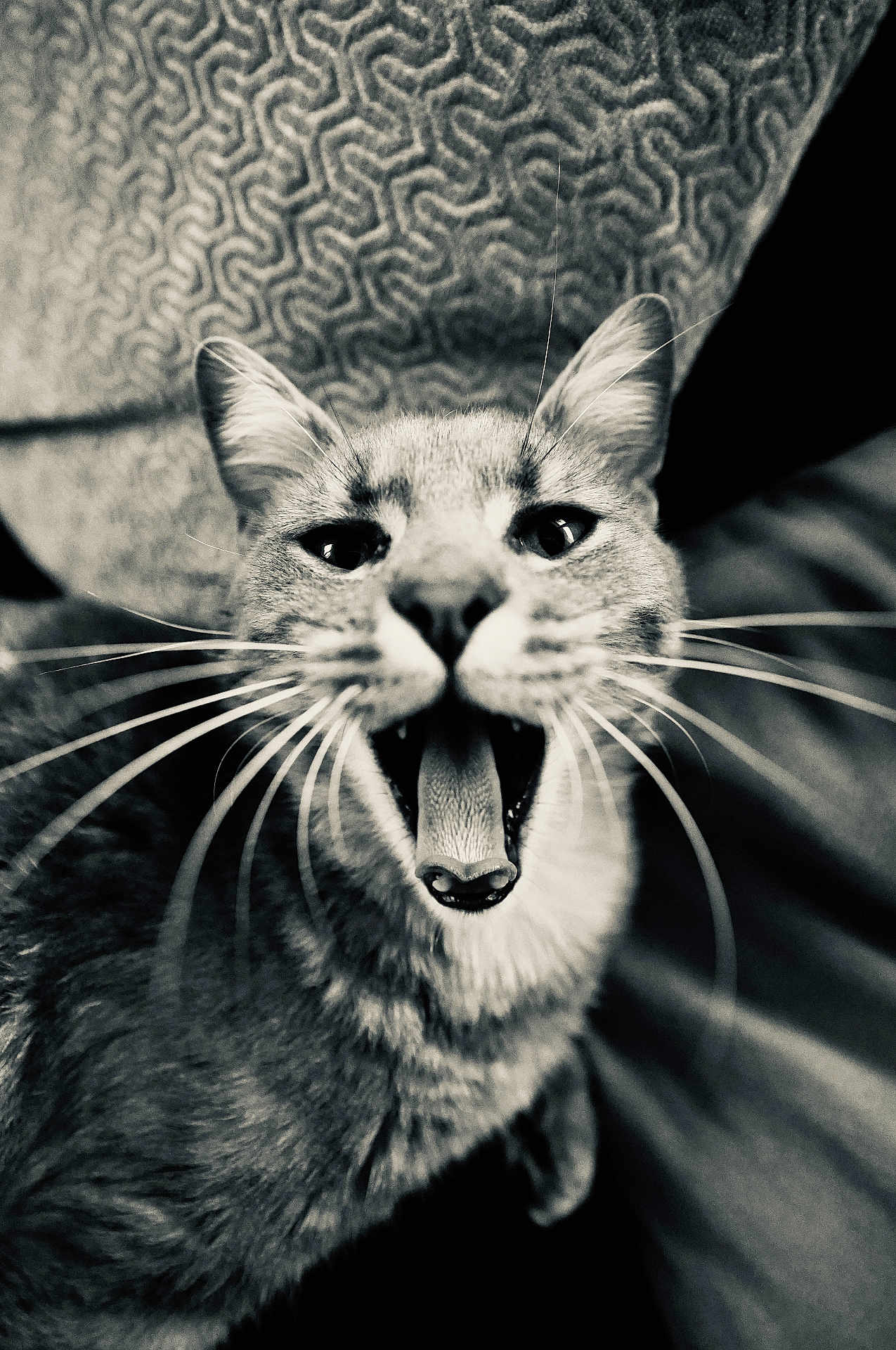 Zorro participe au concours pour gagner de l'argent avec cette photo : animal, black_and_white, cat, close_up, cute, domestic, ears, expression, eyes, fabric, feline, fur, indoor, mouth_open, nose, pet, portrait, texture, tongue, whiskers