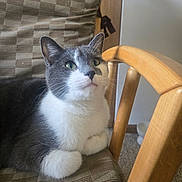 Ash joined the competition — help win amazing prizes! cat, gray_and_white, feline, sitting, chair, cushion, wooden_armrest, indoor, curious, pet, fur, whiskers, green_eyes, domestic_animal, cozy, relaxed, closeup, portrait, furniture, home