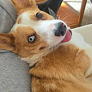 Maple joined the competition — help win amazing prizes! dog, corgi, pet, tongue_out, blue_eye, brown_eye, laying_down, person_lap, wooden_table, laptop, computer_mouse, remote_control, carpet, indoor, close_up, fur, ears, whiskers, cute, happy