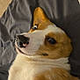 Maple joined the competition — help win amazing prizes! animal, bed, blanket, brown_and_white, canine, close_up, corgi, cozy, curious, dog, ear, expression, face, fur, indoor, looking_away, lying_down, nose, pet, resting