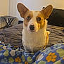 Maple is registered to the contest to win money with this photo: animal, bed, blanket, brown_and_white, companion, corgi, cozy, curious, cute, dog, domestic, ears, furniture, heart_pattern, heterochromia, indoor, paw_prints, pet, table, television