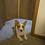 Maple is registered to the contest to win money with this photo: dog, corgi, carpet, indoor, hallway, wooden_door, pet, animal, brown_and_white, heterochromia, canine, floor, lying_down, ears_up, looking_at_camera, domestic, house, fur, cute, companion