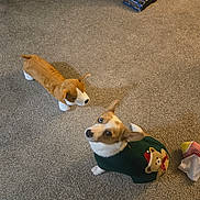 Maple joined the competition — help win amazing prizes! brown, canine, carpet, christmas_sweater, cleaning_machine, cute, decorative_clothing, dog, domestic_animal, floor, home, indoor, looking_up, pet, playful, plush_toy, stuffed_animal, sweater, toy, white