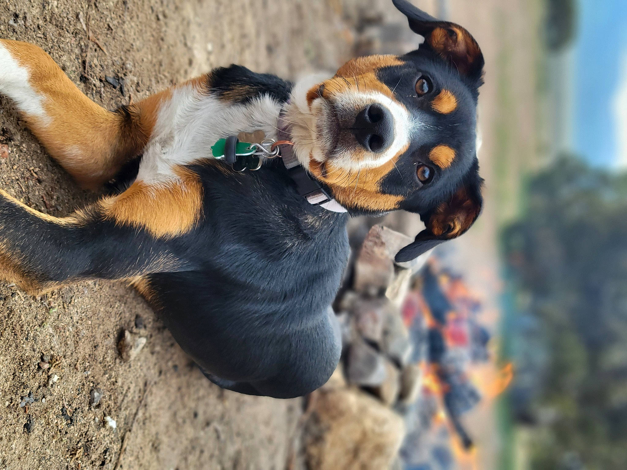 Nora joined the competition — help win amazing prizes! canidae, carnivore, collar, companion_dog, dog, dog_breed, dog_collar, fawn, fur, hound, leash, paw, scent_hound, snout, sporting_group, terrestrial_animal, toy_dog, whiskers, working_animal, working_dog