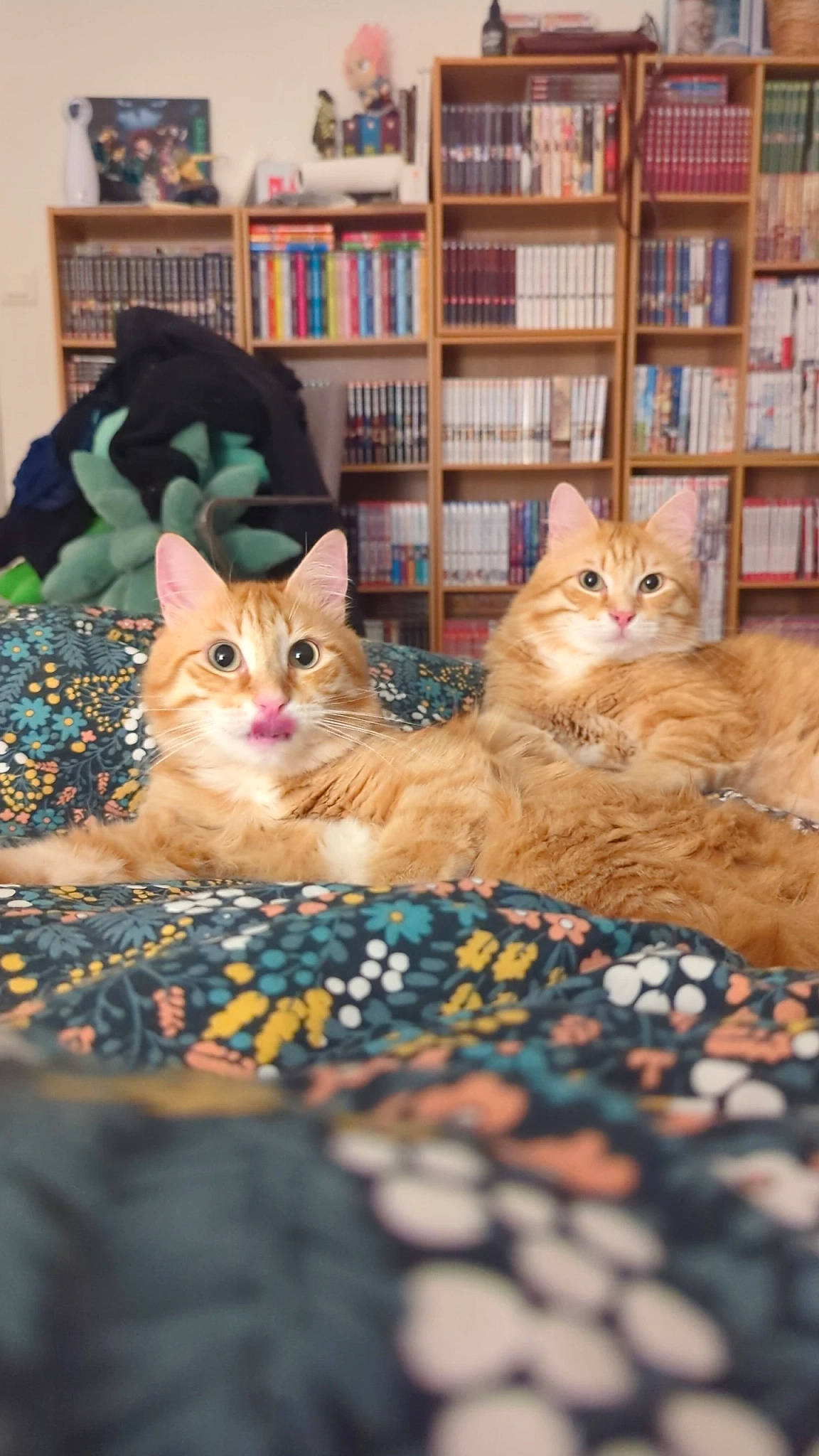 Mochi a rejoint le concours — aidez-le/la à gagner de superbes lots ! bookcase, carnivore, cat, comfort, domestic_short_haired_cat, felidae, flooring, fur, linens, mammal, plant, room, shelf, shelving, sitting, small_to_medium_sized_cats, vertebrate, whiskers, window, wood