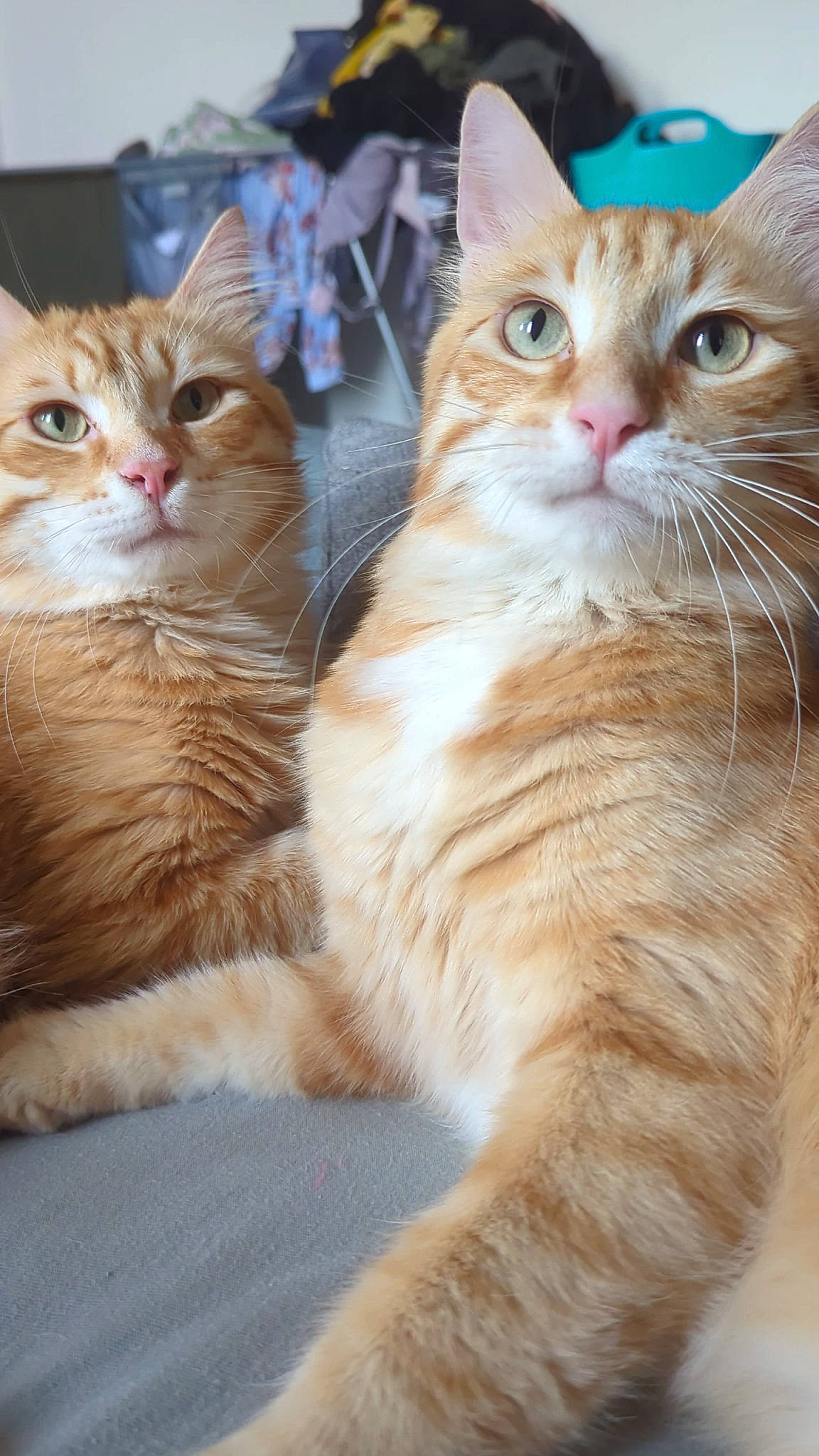 Mochi participe au concours pour gagner de l'argent avec cette photo : carnivore, cat, claw, domestic_short_haired_cat, event, fawn, felidae, foot, fur, gesture, paw, photo_caption, small_to_medium_sized_cats, snout, tail, whiskers