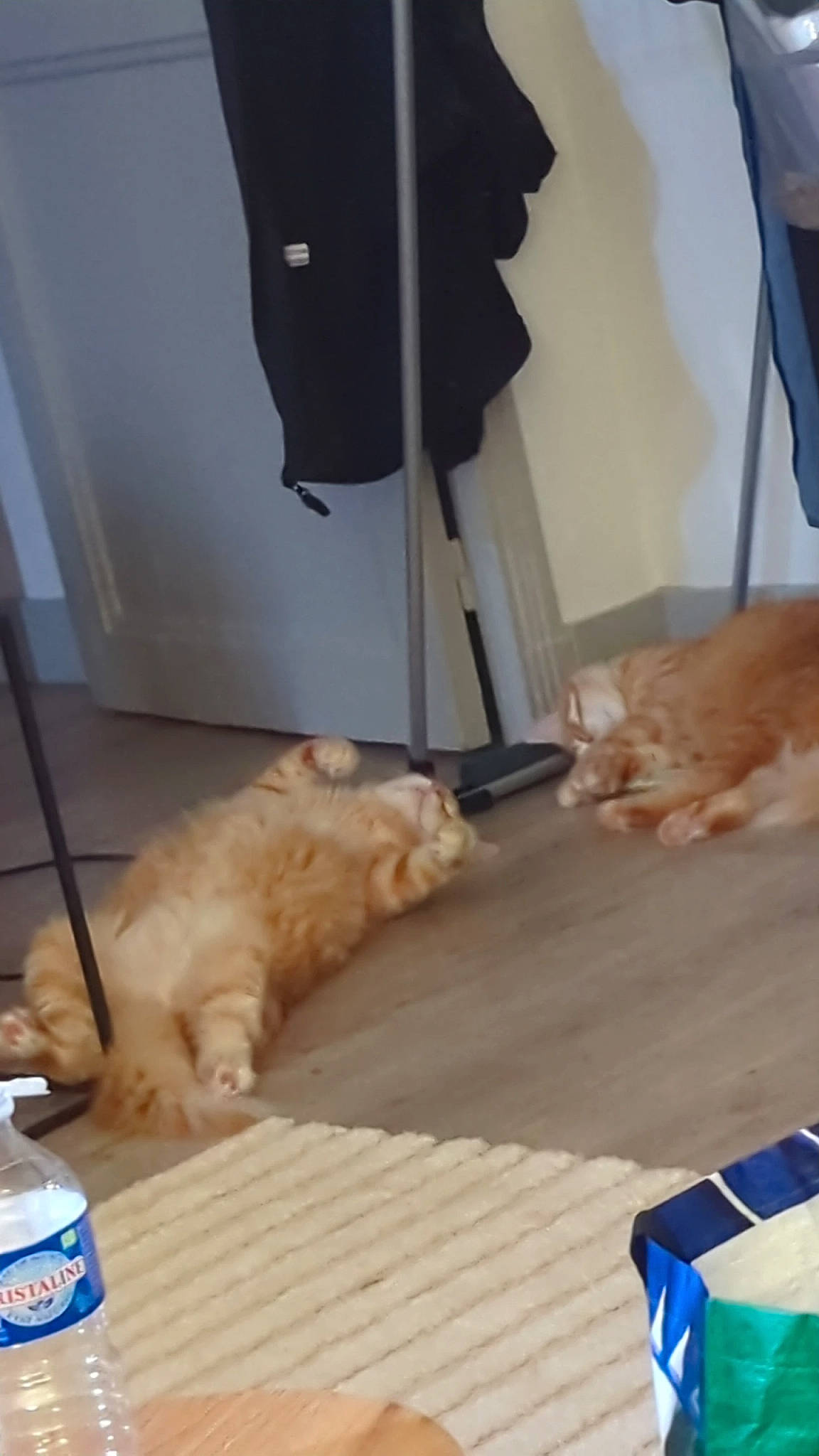 Mochi participe au concours pour gagner de l'argent avec cette photo : blue, bottle, bottled_water, carnivore, companion_dog, dog, dog_breed, drinking_water, fawn, felidae, floor, flooring, gas, hardwood, mammal, mineral_water, plastic_bottle, small_to_medium_sized_cats, water_bottle, wood