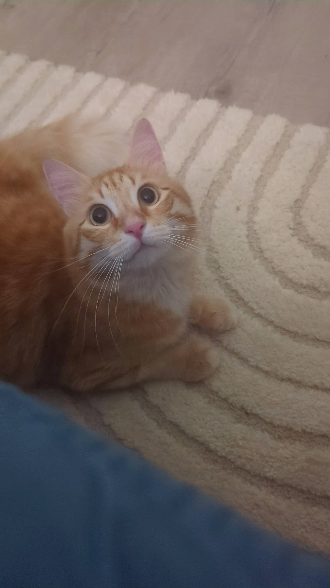 Mochi participe au concours pour gagner de l'argent avec cette photo : box, carnivore, cat, comfort, domestic_short_haired_cat, eye, fawn, felidae, flooring, fur, hardwood, paw, sitting, small_to_medium_sized_cats, snout, tail, whiskers, window, wood, wood_flooring