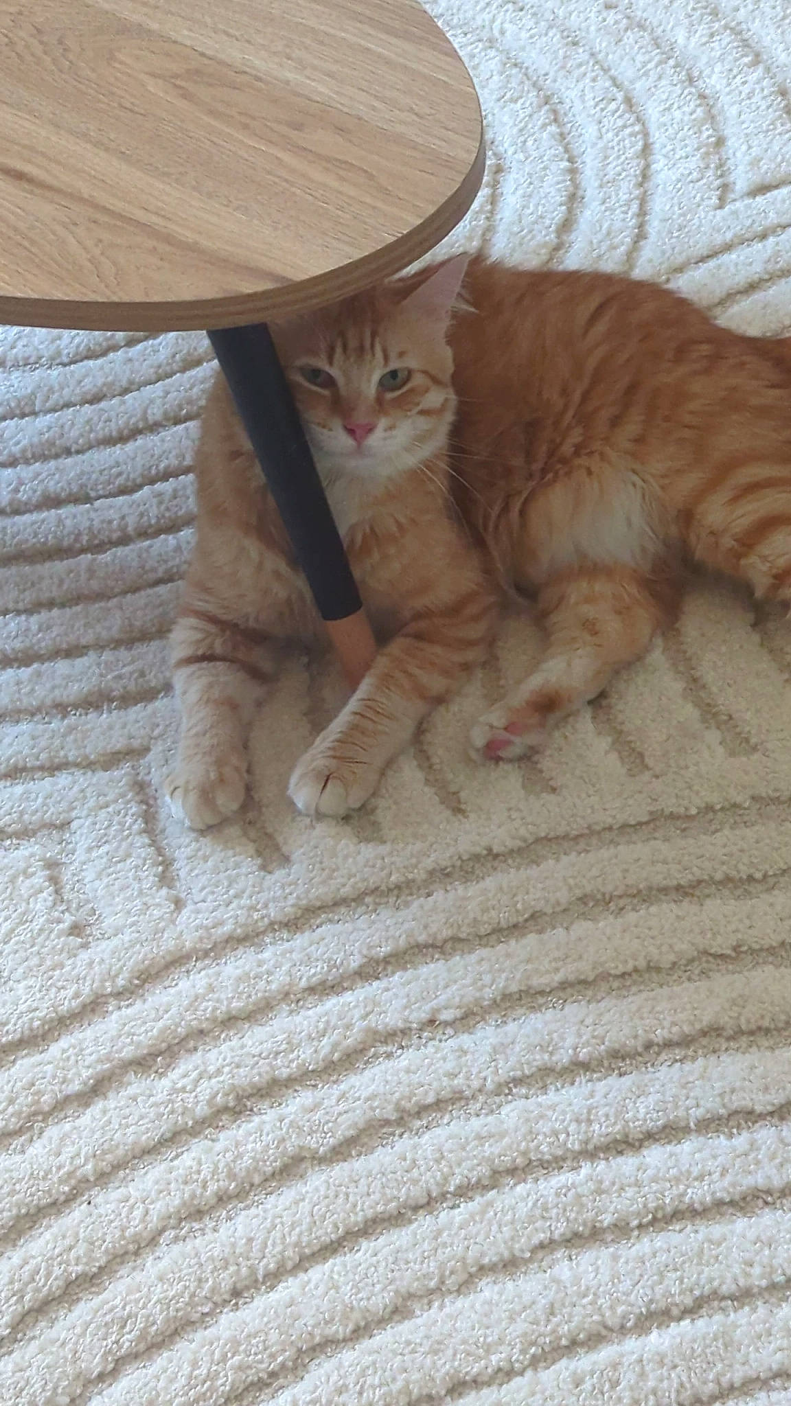 Roumi a rejoint le concours — aidez-le/la à gagner de superbes lots ! carnivore, cat, cat_supply, claw, comfort, domestic_short_haired_cat, fawn, felidae, flooring, foot, fur, hardwood, linens, paw, pet_supply, small_to_medium_sized_cats, tail, whiskers, wood, wood_flooring