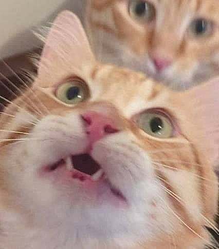 Roumi participe au concours pour gagner de l'argent avec cette photo : carnivore, cat, close_up, domestic_short_haired_cat, ear, eye, eyelash, fawn, felidae, fur, iris, mammal, nose, organ, paw, small_to_medium_sized_cats, snout, terrestrial_animal, vertebrate, whiskers