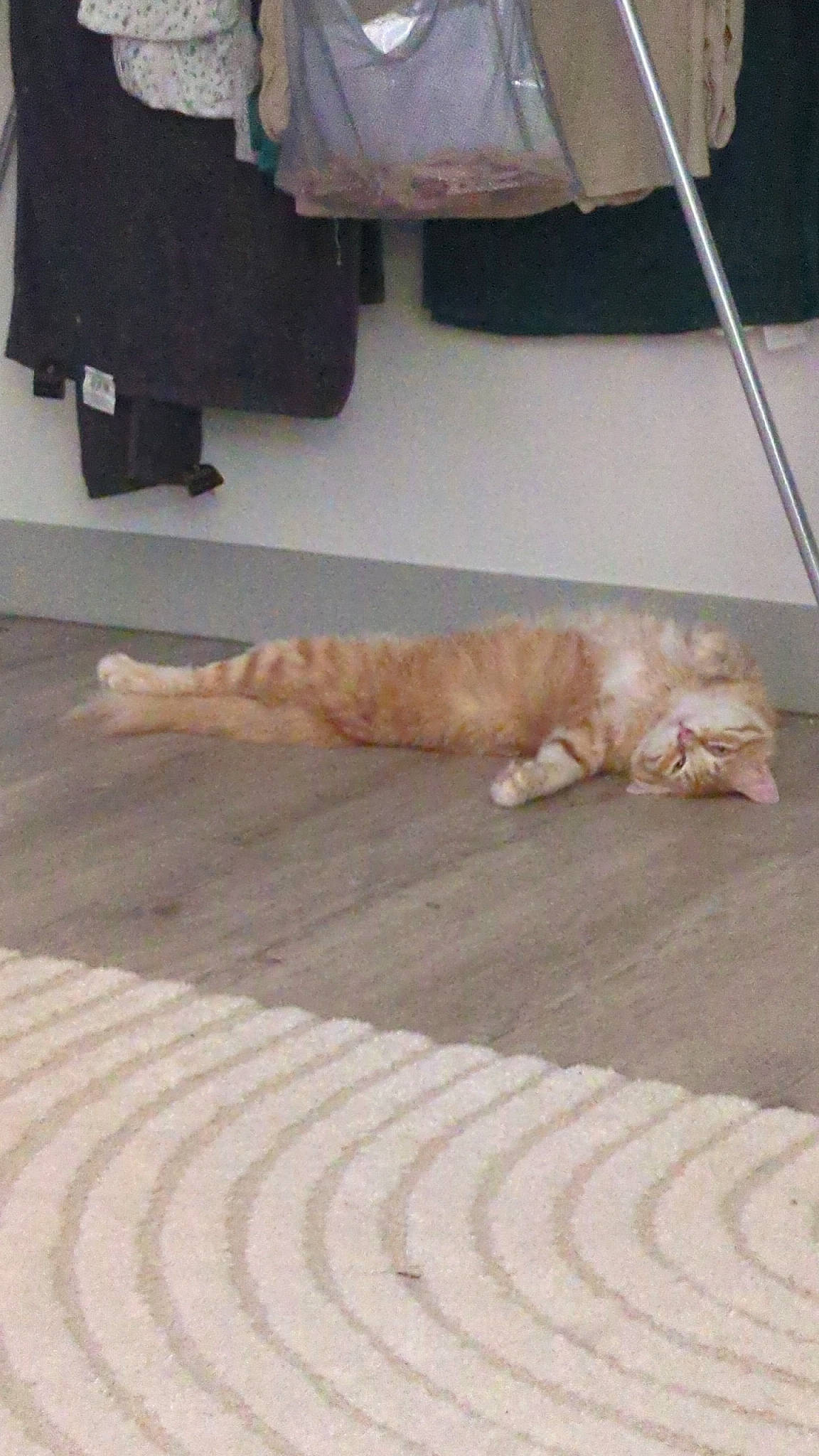 Roumi a rejoint le concours — aidez-le/la à gagner de superbes lots ! canidae, carnivore, cat, claw, comfort, domestic_short_haired_cat, fawn, felidae, floor, flooring, fur, hardwood, linens, road_surface, room, small_to_medium_sized_cats, sporting_group, tail, whiskers, wood