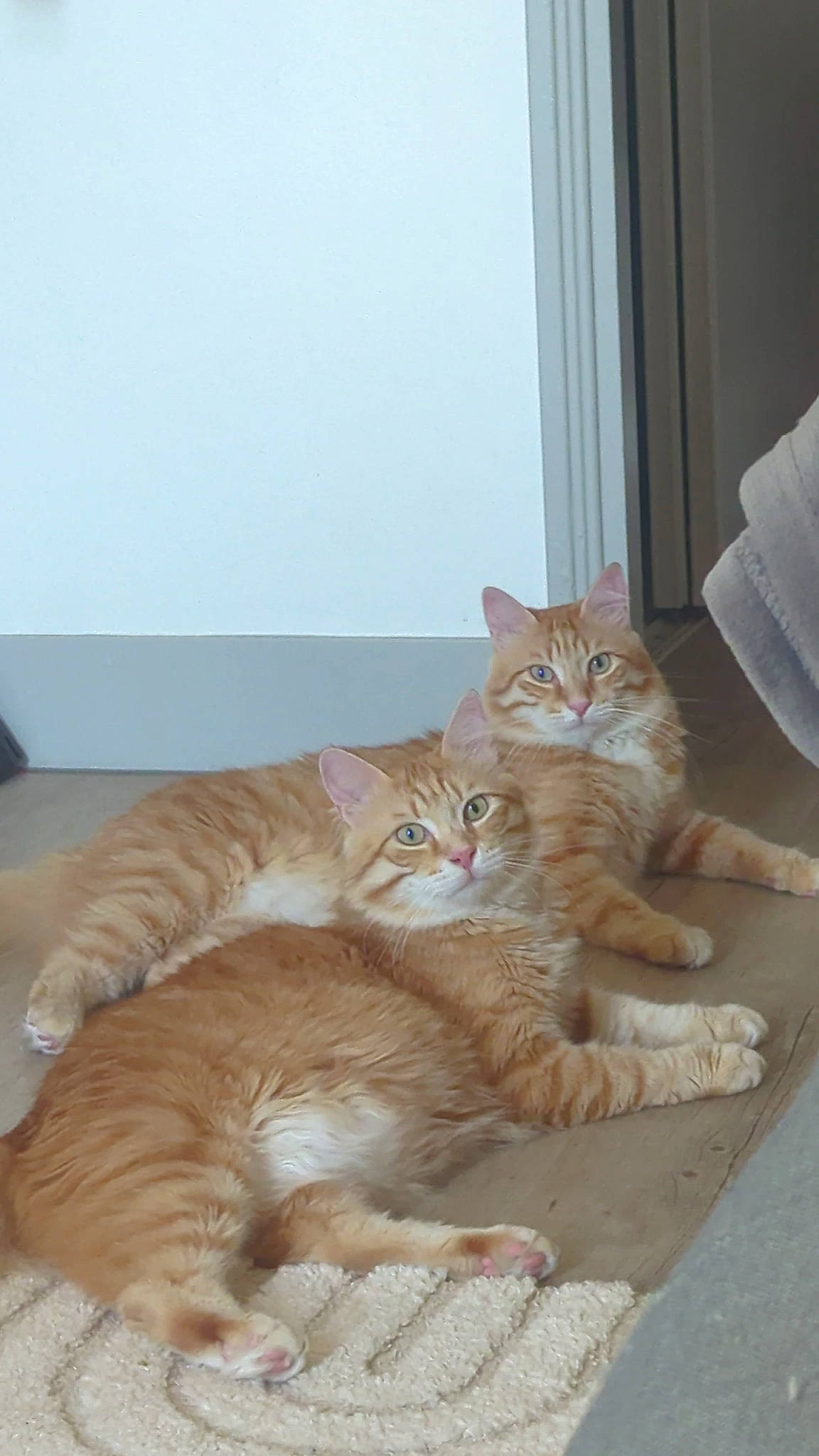 Roumi participe au concours pour gagner de l'argent avec cette photo : carnivore, cat, claw, comfort, domestic_short_haired_cat, door, fawn, felidae, flooring, foot, fur, hardwood, paw, room, sitting, small_to_medium_sized_cats, tail, whiskers, window, wood