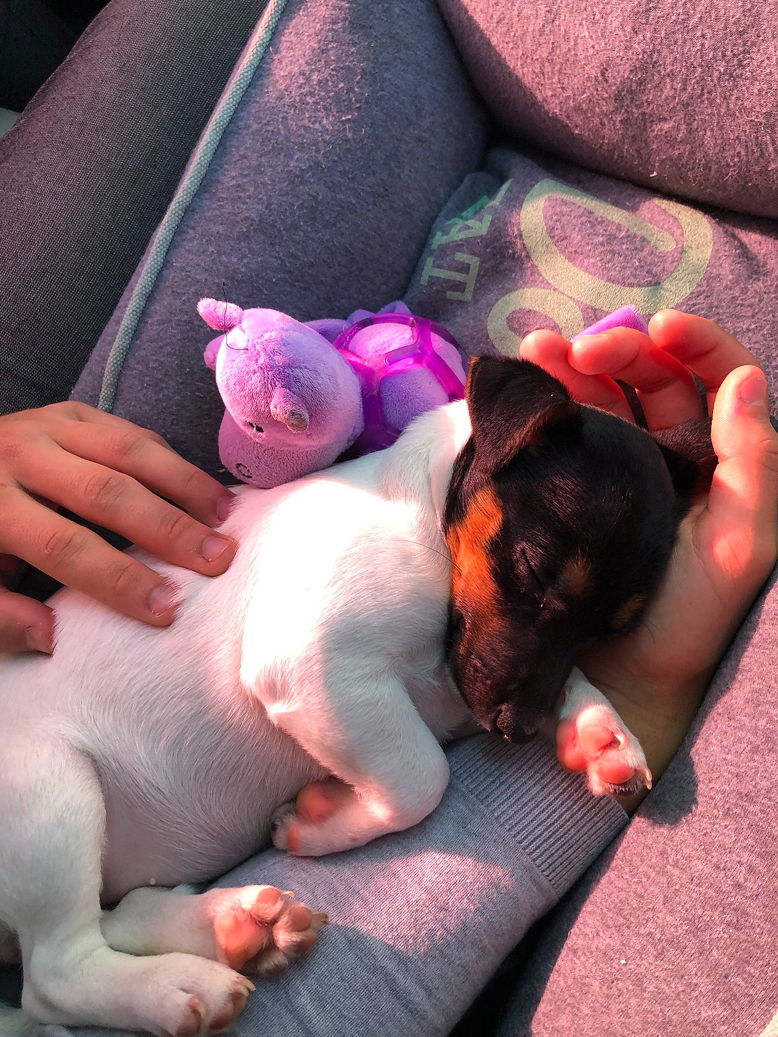 Ronie a rejoint le concours — aidez-le/la à gagner de superbes lots ! carnivore, comfort, companion_dog, dog, dog_breed, fawn, felidae, finger, foot, gesture, grey, hand, leg, linens, mammal, nail, pink, purple, skin, textile