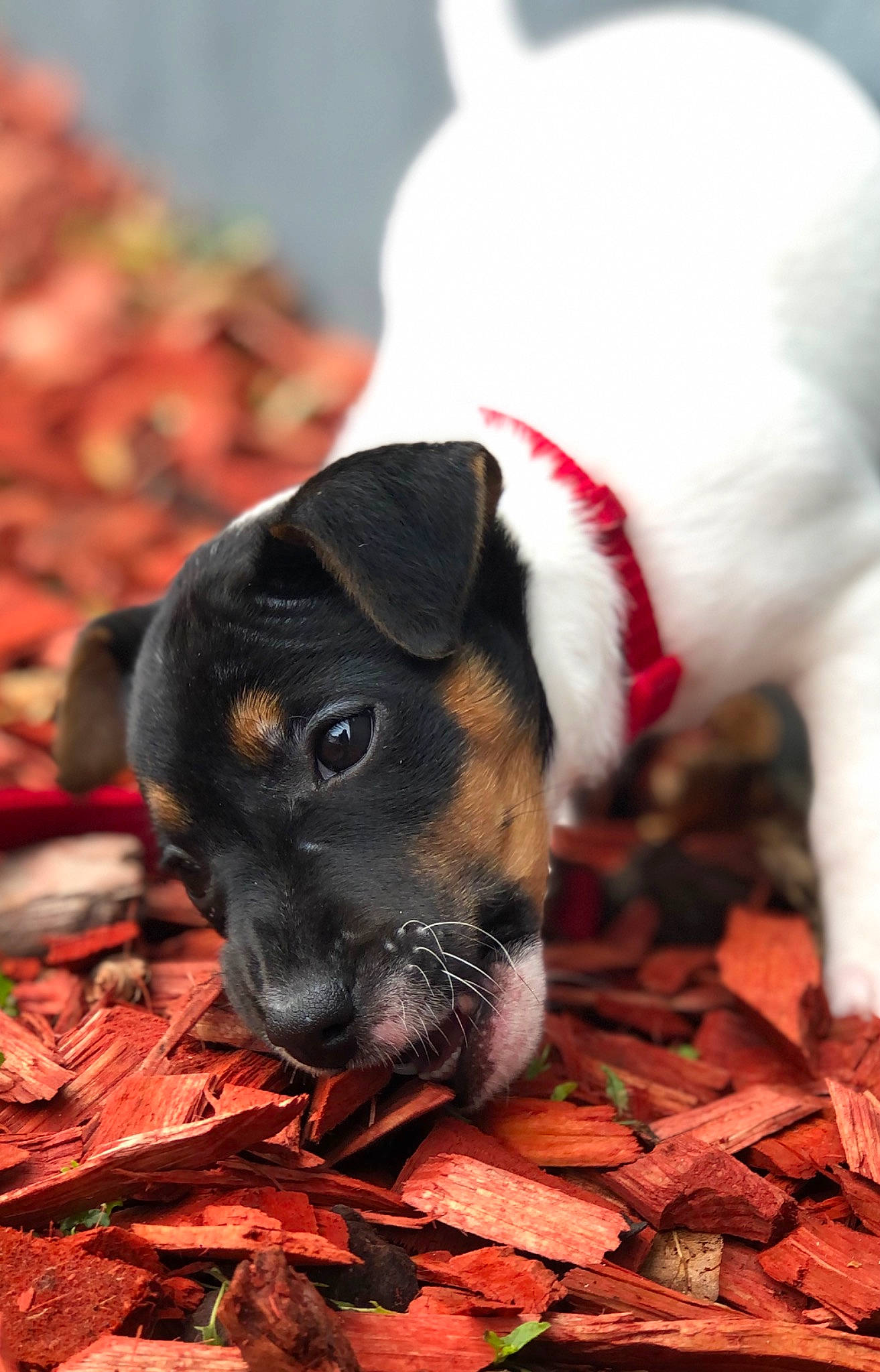 Ronie participe au concours pour gagner de l'argent avec cette photo : animal_feed, canidae, carmine, carnivore, companion_dog, dog, dog_breed, fawn, fur, grass, pet_food, pet_supply, plant, snout, sporting_group, terrestrial_animal, toy_dog, tree, whiskers, working_animal