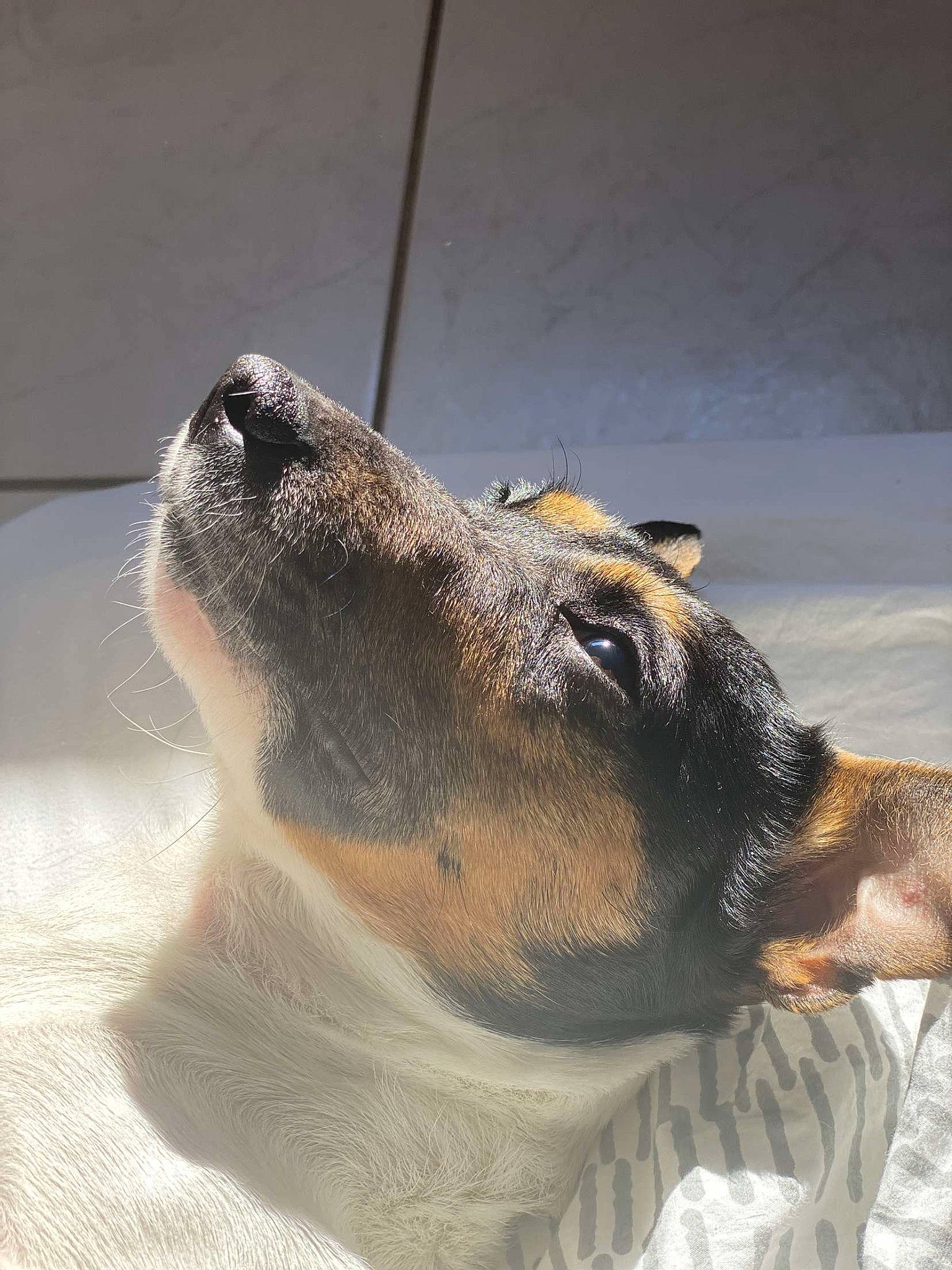 Ronie a rejoint le concours — aidez-le/la à gagner de superbes lots ! canidae, carnivore, collar, companion_dog, dog, dog_breed, dog_collar, ear, fawn, fur, guard_dog, pet_supply, snout, sporting_group, street_dog, terrestrial_animal, whiskers, wildlife, working_animal, working_dog