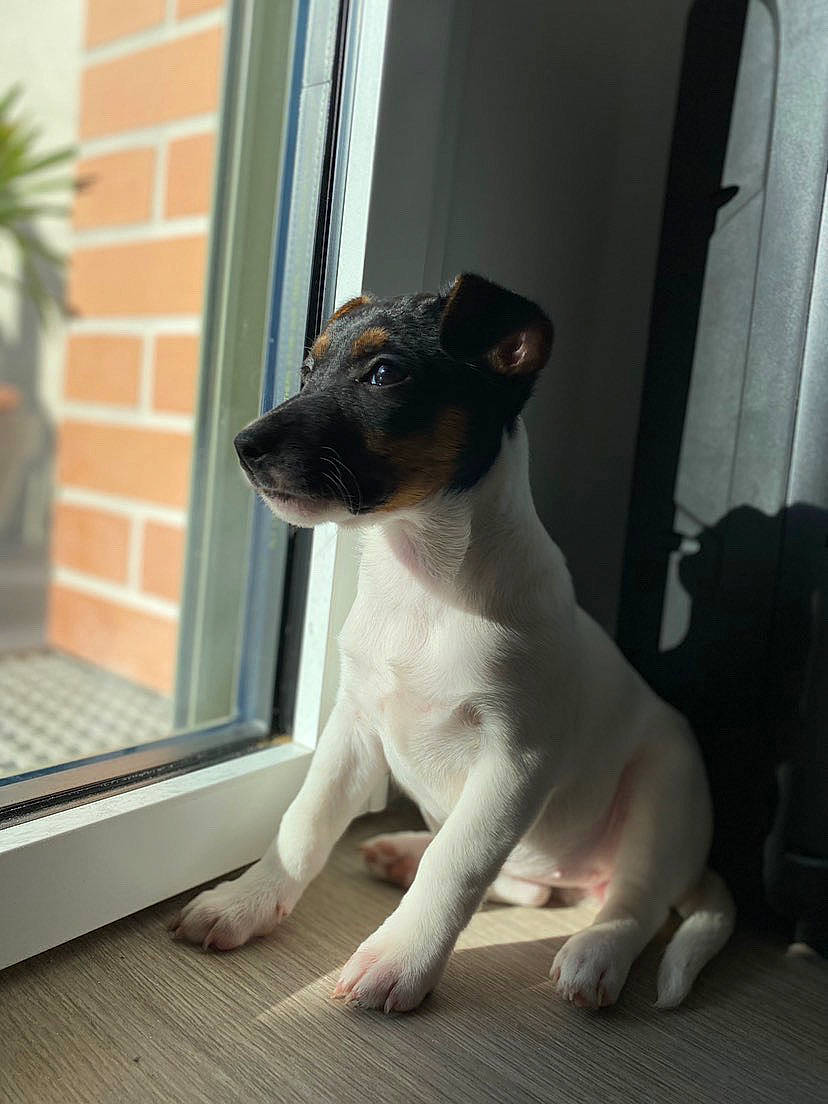 Ronie a rejoint le concours — aidez-le/la à gagner de superbes lots ! carnivore, collar, companion_dog, dog, dog_breed, door, fawn, fixture, flooring, flowerpot, houseplant, pet_supply, plant, snout, tail, terrestrial_animal, whiskers, window, wood, working_animal