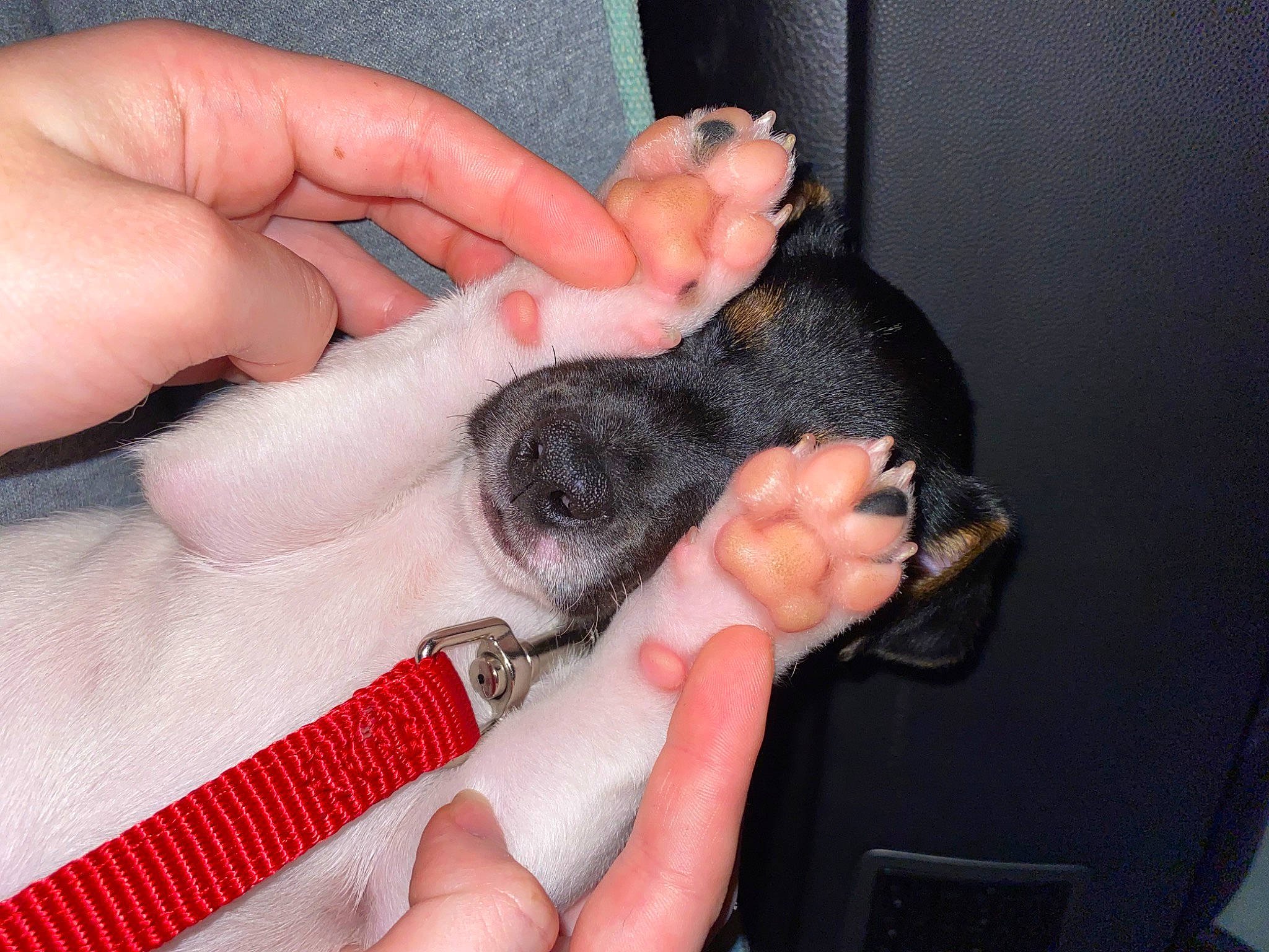 Ronie participe au concours pour gagner de l'argent avec cette photo : claw, fashion_accessory, finger, fur, gesture, hand, nail, paw, reptile, terrestrial_animal, thumb, wool, wrist