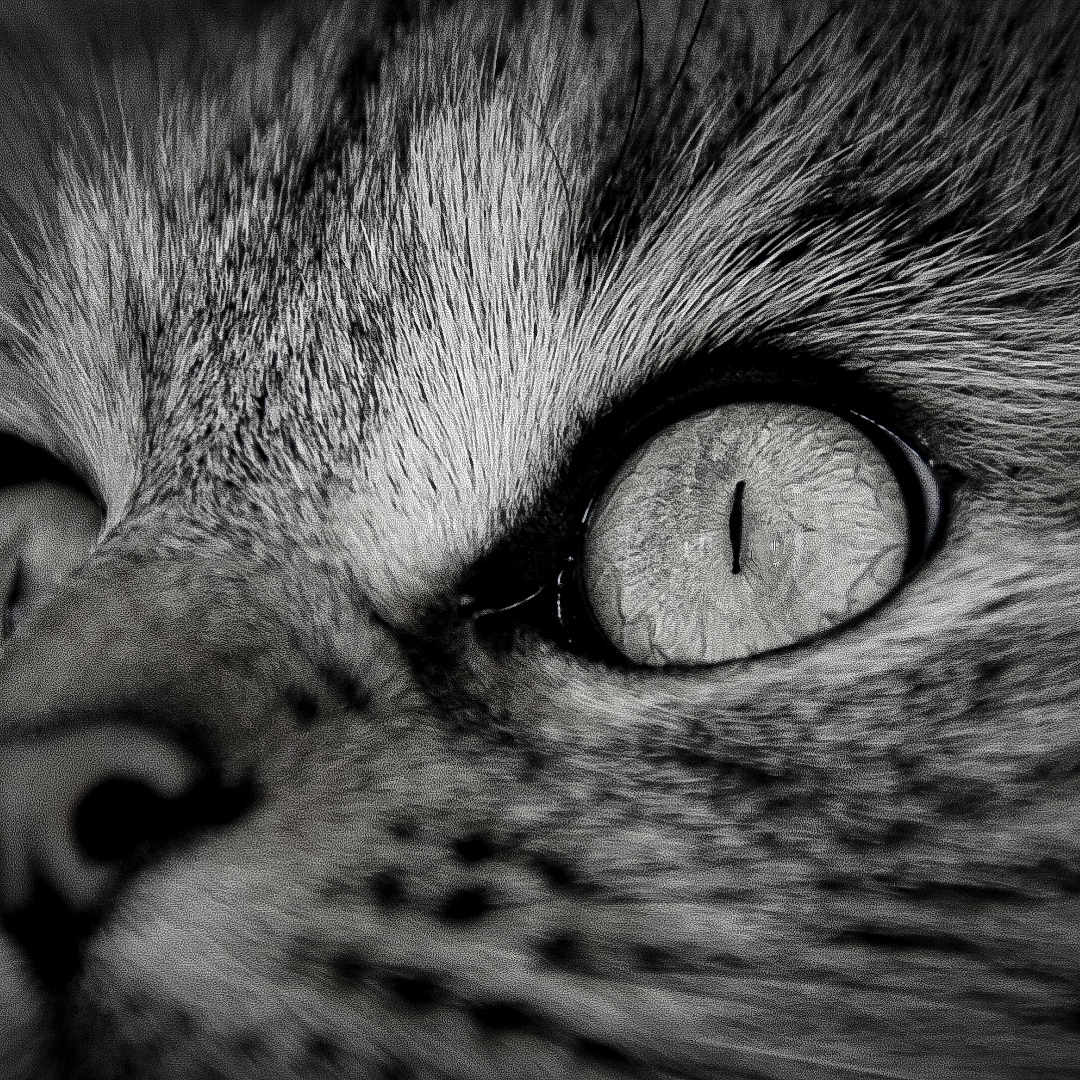 Bricole a rejoint le concours — aidez-le/la à gagner de superbes lots ! animal, animal_eye, black_and_white, cat, close_up, detail, eye, face, feline, focus, fur, macro, mammal, monochrome, nature, nostril, pet, portrait, texture, whiskers