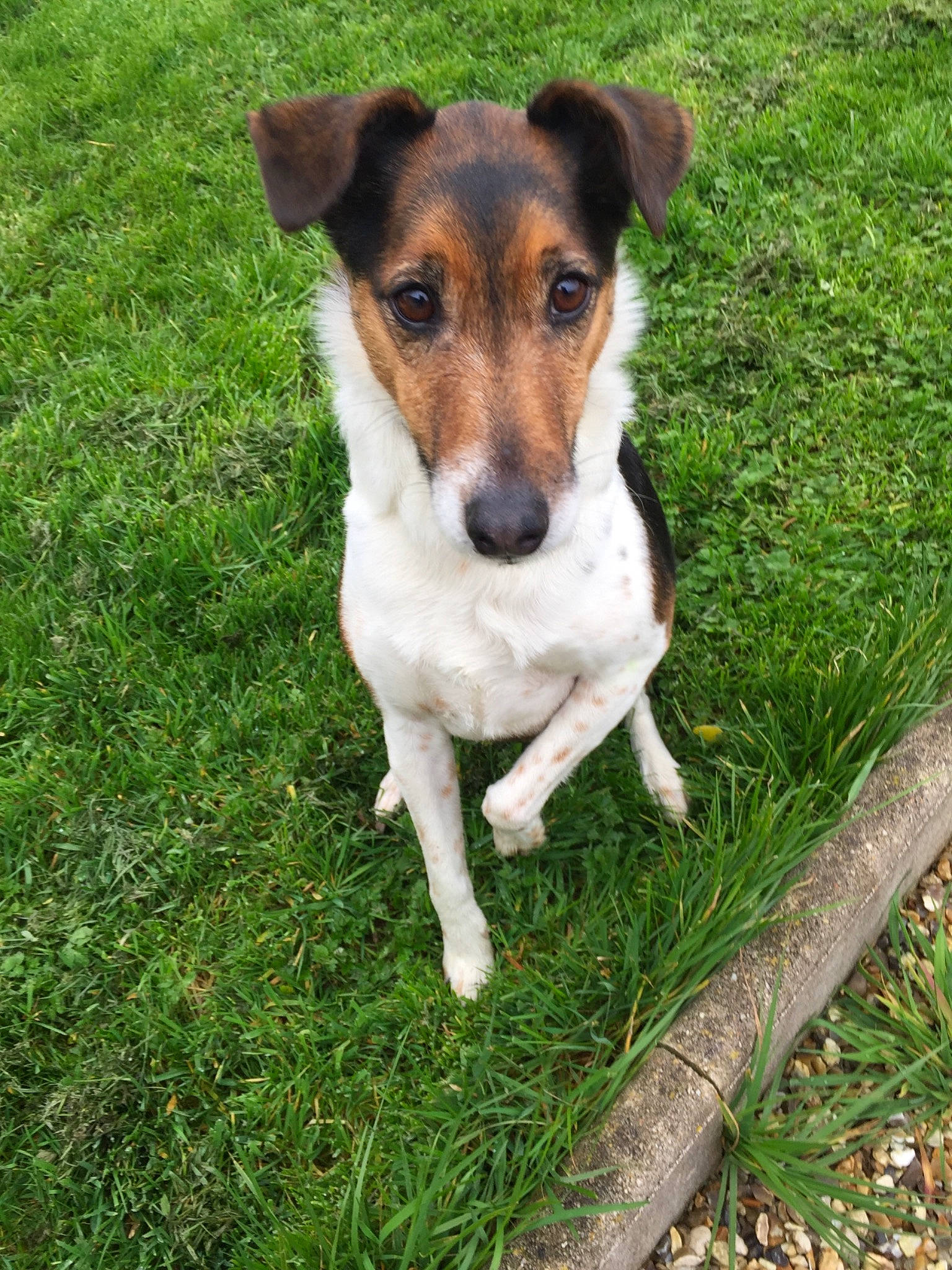 Spoutnik participe au concours pour gagner de l'argent avec cette photo : brazilian_terrier, canidae, carnivore, chilean_fox_terrier, companion_dog, danish_swedish_farmdog, dog, dog_breed, feist, fox_terrier, irishjacks, mammal, miniature_fox_terrier, rare_breed_dog, russell_terrier, smooth_fox_terrier, teddy_roosevelt_terrier, tenterfield_terrier, terrier, vertebrate