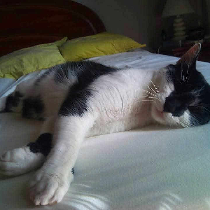 Guess Dit Zouzou participe au concours pour gagner de l'argent avec cette photo : animal, bed, black_and_white, cat, comfort, cozy, domestic, feline, fur, home, indoor, nap, pet, pillow, quiet, relaxed, resting, sleeping, soft, whiskers
