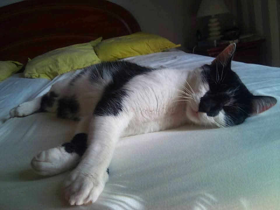 Guess Dit Zouzou participe au concours pour gagner de l'argent avec cette photo : cat, sleeping, bed, pillow, indoor, pet, resting, feline, black_and_white, cozy, relaxed, animal, domestic, fur, whiskers, home, comfort, nap, quiet, soft