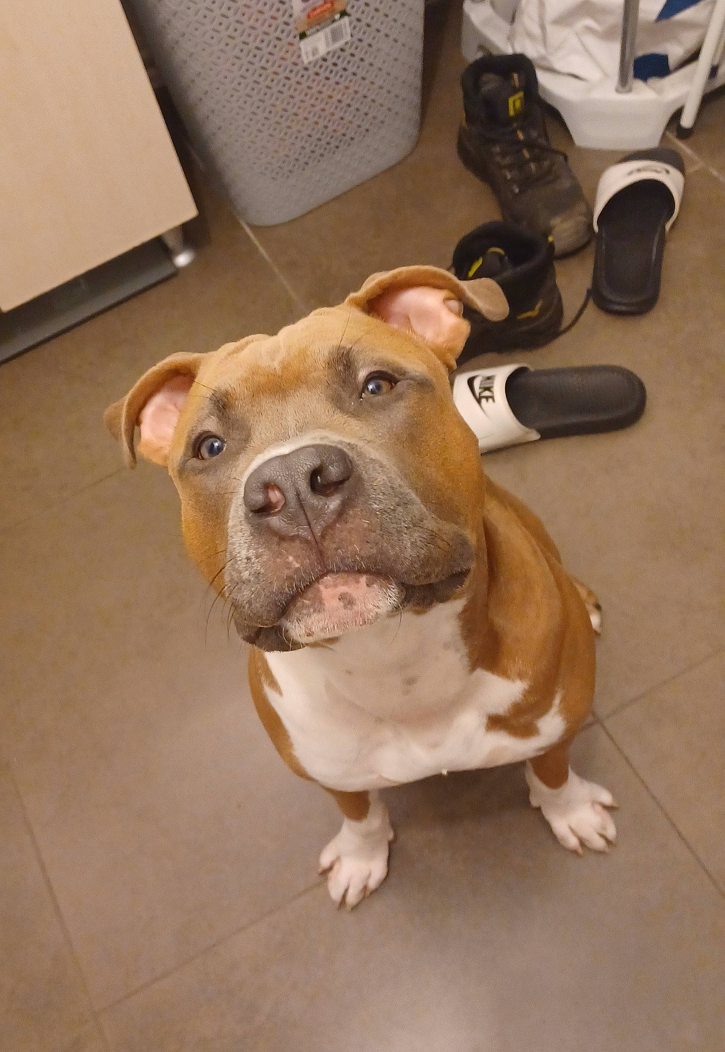 Tyson a rejoint le concours — aidez-le/la à gagner de superbes lots ! carnivore, collar, companion_dog, dog, dog_breed, dog_collar, fawn, floor, flooring, guard_dog, hardwood, liver, non_sporting_group, snout, walking_shoe, whiskers, wood, working_animal, working_dog, wrinkle