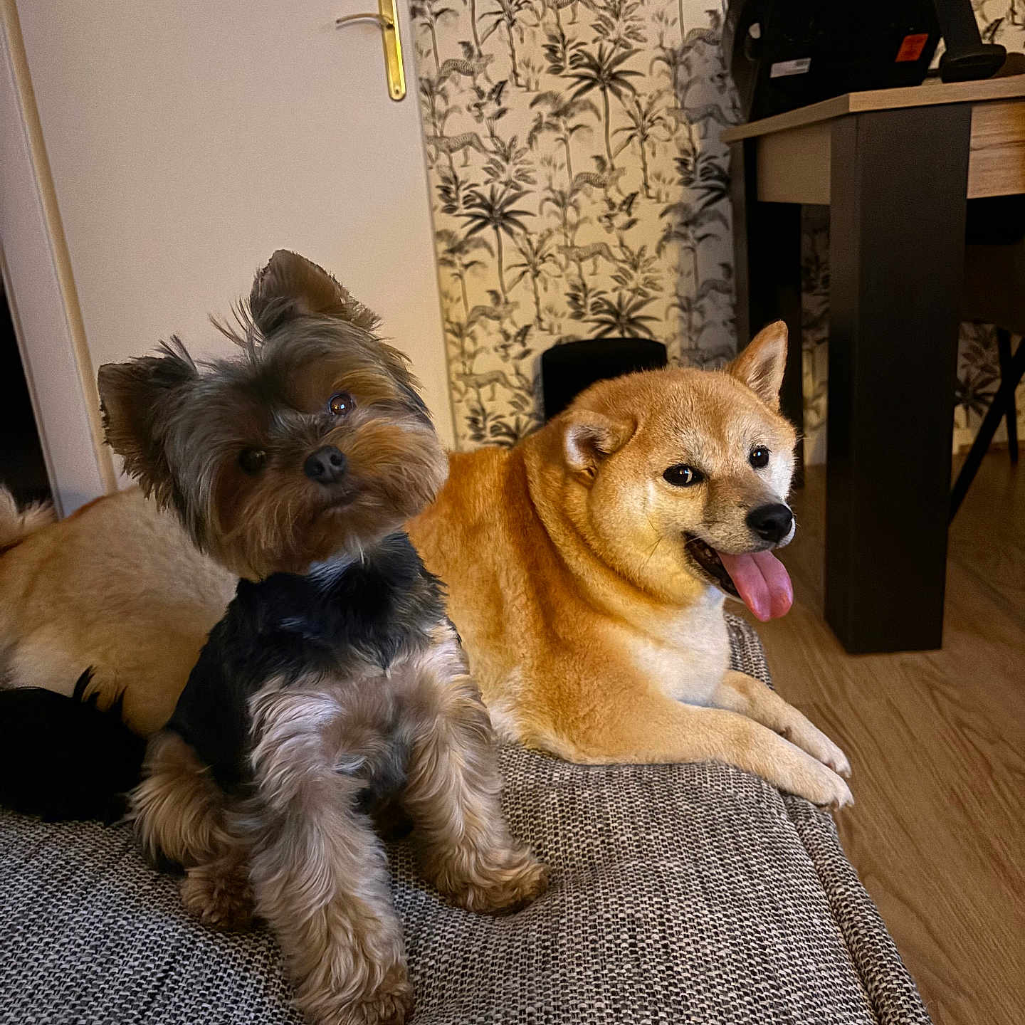 Lily participe au concours pour gagner de l'argent avec cette photo : animal, architecture, building, canine, cockerspaniel, couch, dog, furniture, hardwood, hound, indoors, interiordesign, livingroom, papillon, pet, poodle, puppy, room, terrier, wood