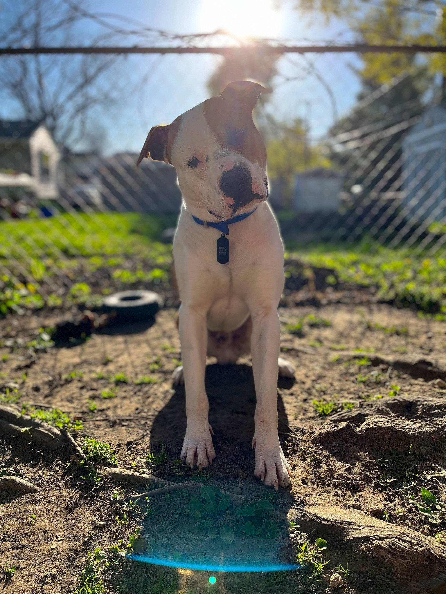 Buddy is registered to the contest to win money with this photo: carnivore, collar, companion_dog, dog, dog_breed, dog_collar, fawn, grass, landscape, light, pet_supply, plant, sky, snout, soil, sporting_group, sunlight, tail, tree, working_animal