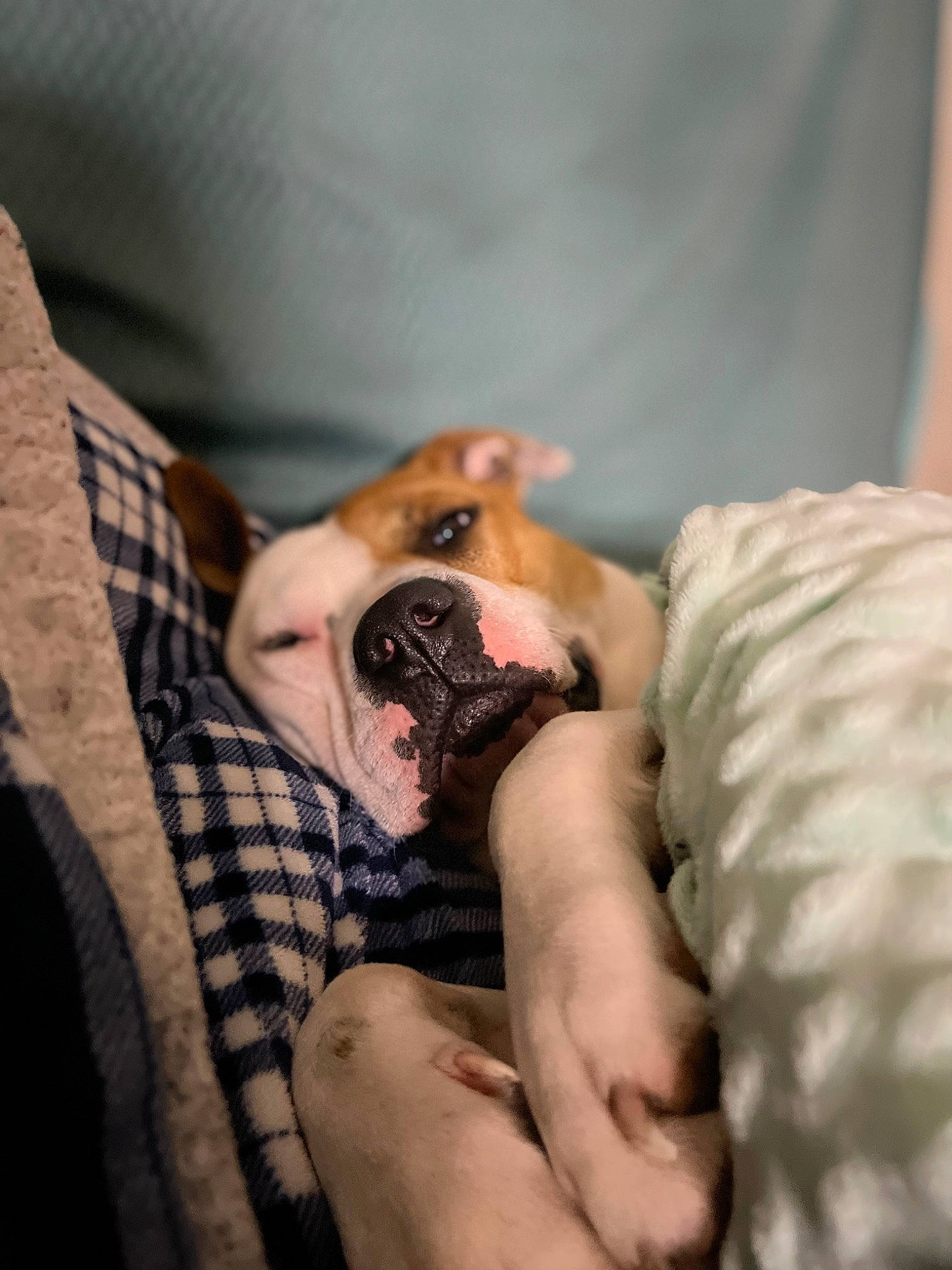 Buddy joined the competition — help win amazing prizes! bird, comfort, elbow, feather, finger, flesh, hand, human_leg, jewellery, nail, pattern, plaid, reptile, scaled_reptile, tartan, tattoo, tattoo_artist, thumb, wildlife_biologist, wrist