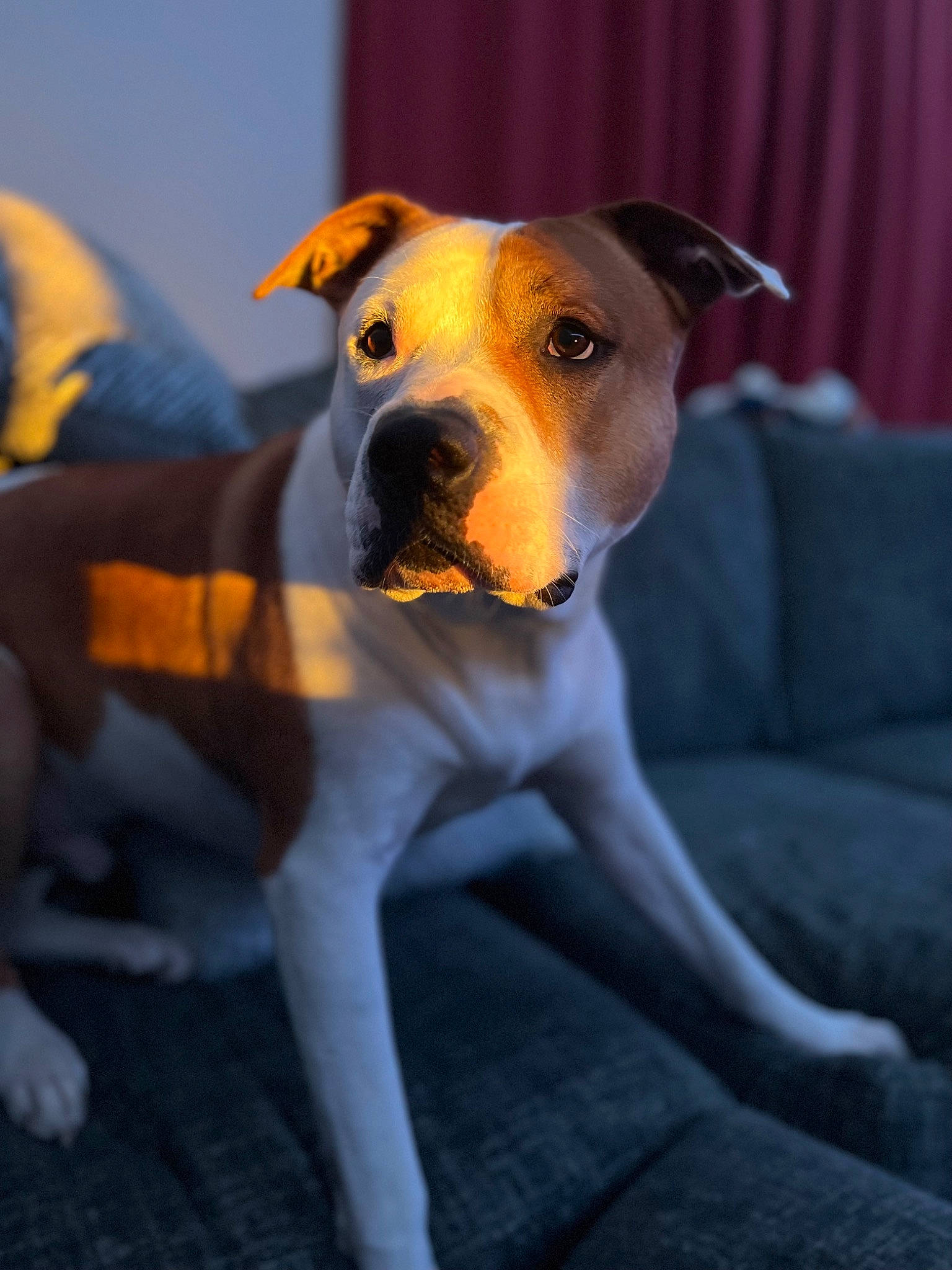 Buddy is registered to the contest to win money with this photo: canidae, carnivore, collar, companion_dog, dog, dog_breed, dog_collar, dog_supply, fawn, great_dane, guard_dog, hound, hunting_dog, non_sporting_group, paw, snout, sporting_group, tail, working_animal, working_dog