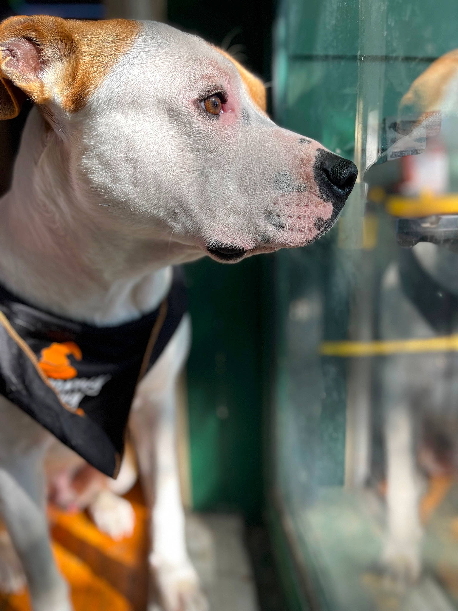 Buddy joined the competition — help win amazing prizes! carnivore, collar, companion_dog, dog, dog_breed, dog_clothes, dog_collar, dog_supply, fashion_accessory, fawn, hunting_dog, leash, non_sporting_group, pet_supply, sighthound, snout, whiskers, working_animal, working_dog