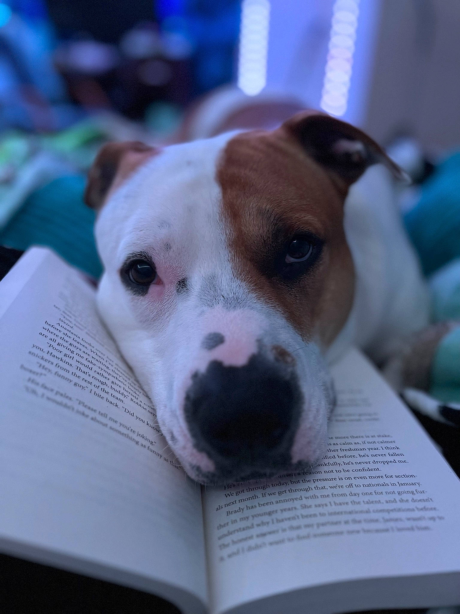 Buddy joined the competition — help win amazing prizes! book, carnivore, collar, companion_dog, dog, dog_breed, dog_collar, ear, publication, scar, snout, street_dog, terrestrial_animal, terrier, whiskers, working_animal