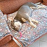 Nala a rejoint le concours — aidez-le/la à gagner de superbes lots ! dog, puppy, sleeping, lying_down, relaxed, indoor, couch, sofa, cushion, blanket, patterned_fabric, brown, gray, floppy_ears, stretched_legs, resting, pet, home, furniture, tile_floor