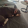 dog, dogs, sleeping, resting, couch, sofa, blanket, indoor, living_room, home, pet, brown_dog, small_dog, short_hair, ears, paws, treats, furniture, sunlight, relaxed