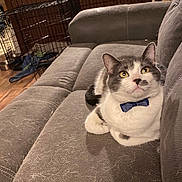 Einstein joined the competition — help win amazing prizes! cat, bow_tie, gray_couch, cat_hair, pet_crate, wooden_floor, indoor, feline, domestic_animal, resting, cute, animal, pet, fur, mammal, cozy, home_interior, relaxed, whiskers, seated