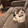 cat, bow_tie, gray_couch, cat_hair, pet_crate, wooden_floor, indoor, feline, domestic_animal, resting, cute, animal, pet, fur, mammal, cozy, home_interior, relaxed, whiskers, seated
