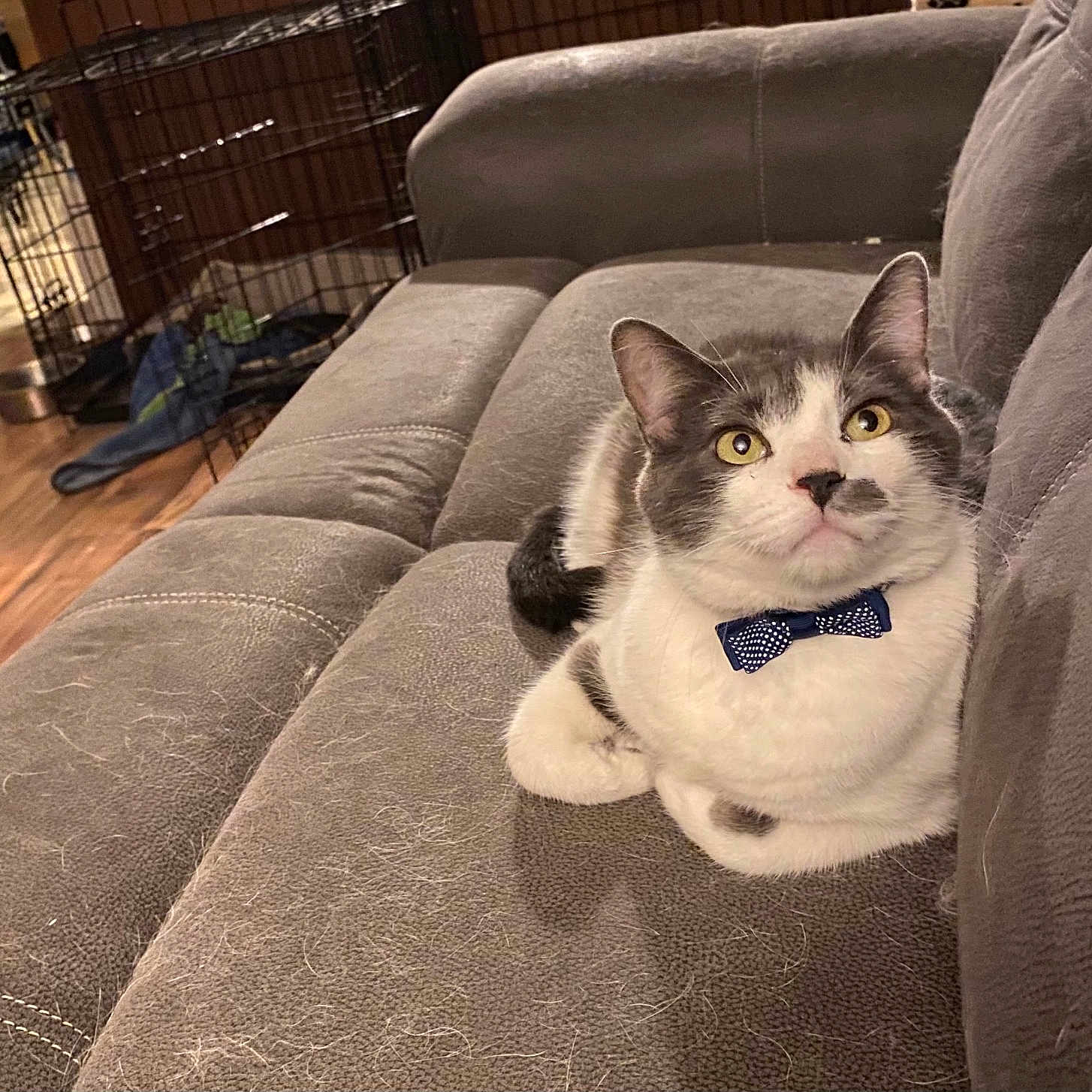 Einstein joined the competition — help win amazing prizes! animal, bow_tie, cat, cat_hair, cozy, cute, domestic_animal, feline, fur, gray_couch, home_interior, indoor, mammal, pet, pet_crate, relaxed, resting, seated, whiskers, wooden_floor