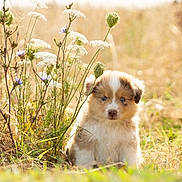 Oslo participe au concours pour gagner de l'argent avec cette photo : puppy, dog, pet, animal, portrait, outdoors, meadow, wildflowers, flowers, grass, nature, sunlight, golden_hour, fluffy, sitting, looking_at_camera, brown_and_white, blue_eyes, cute, bokeh