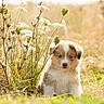 puppy, dog, pet, animal, portrait, outdoors, meadow, wildflowers, flowers, grass, nature, sunlight, golden_hour, fluffy, sitting, looking_at_camera, brown_and_white, blue_eyes, cute, bokeh