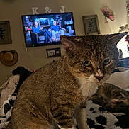 Hobby is registered to the contest to win money with this photo: blanket, cat, close_up, couch, cozy, fan_decor, feline, framed_art, hat, indoor, living_room, nighttime, paws, pet, striped_fur, tabby_cat, television, tv_show, wall_decor, whiskers