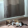 carpet, cat, cozy, curtain, floor, fur, home_interior, indoor, nap, paw, pet, relaxed, shadow, sleepy, striped, sunlight, tabby_cat, tail, whiskers, window