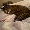bed, blanket, cat, close_up, cozy, domestic_animal, feline, fur, home, indoor, nap, paw, pet, pink_paw, portrait, relaxed, sleeping_cat, soft_texture, tabby, whiskers