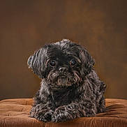 Taipei joined the competition — help win amazing prizes! dog, black_dog, pet, fluffy, fur, cushion, brown_background, portrait, animal, cute, indoor, looking_at_camera, small_dog, resting, furry, companion, domestic_animal, cute_pet, soft_lighting, close_up