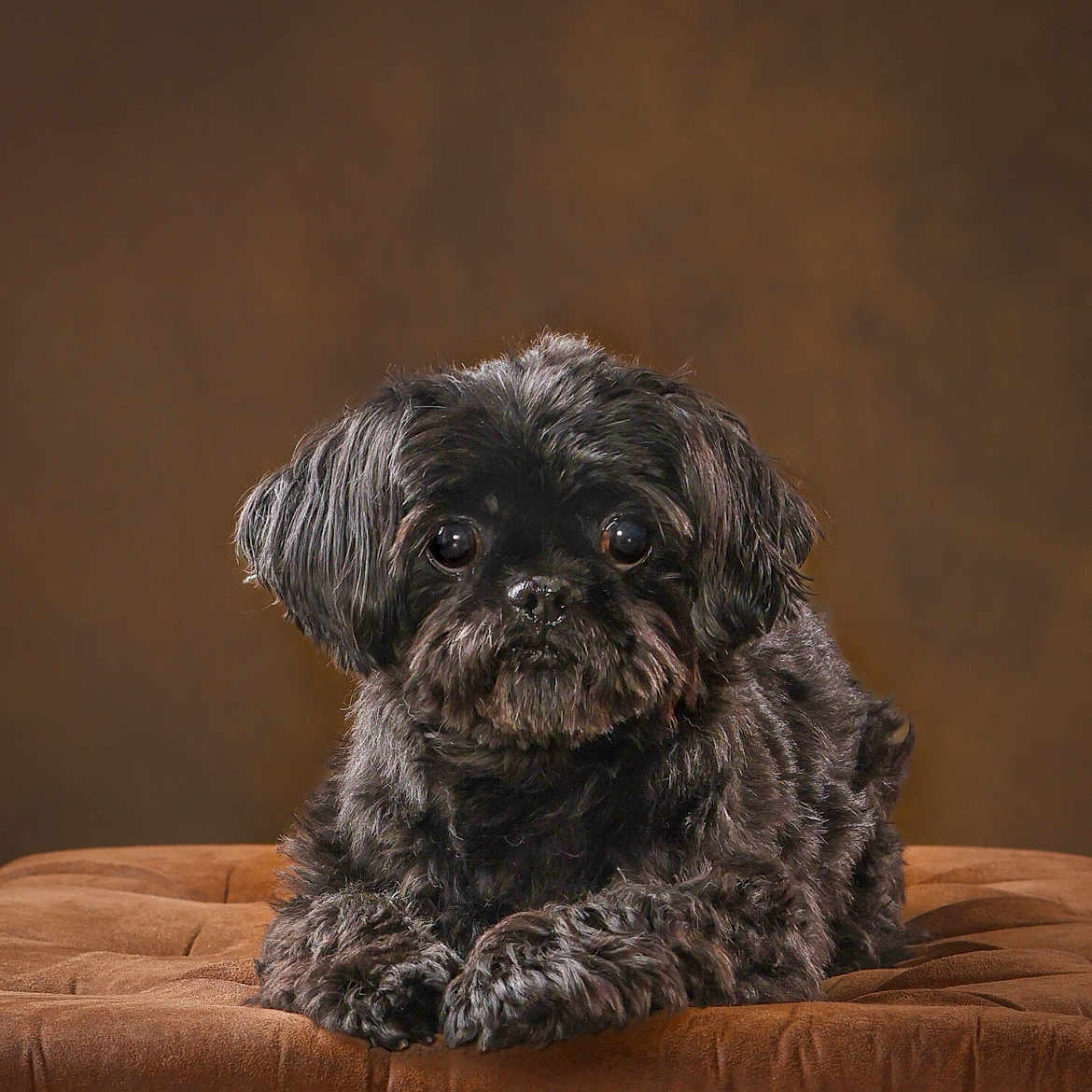 Taipei joined the competition — help win amazing prizes! animal, black_dog, brown_background, close_up, companion, cushion, cute, cute_pet, dog, domestic_animal, fluffy, fur, furry, indoor, looking_at_camera, pet, portrait, resting, small_dog, soft_lighting