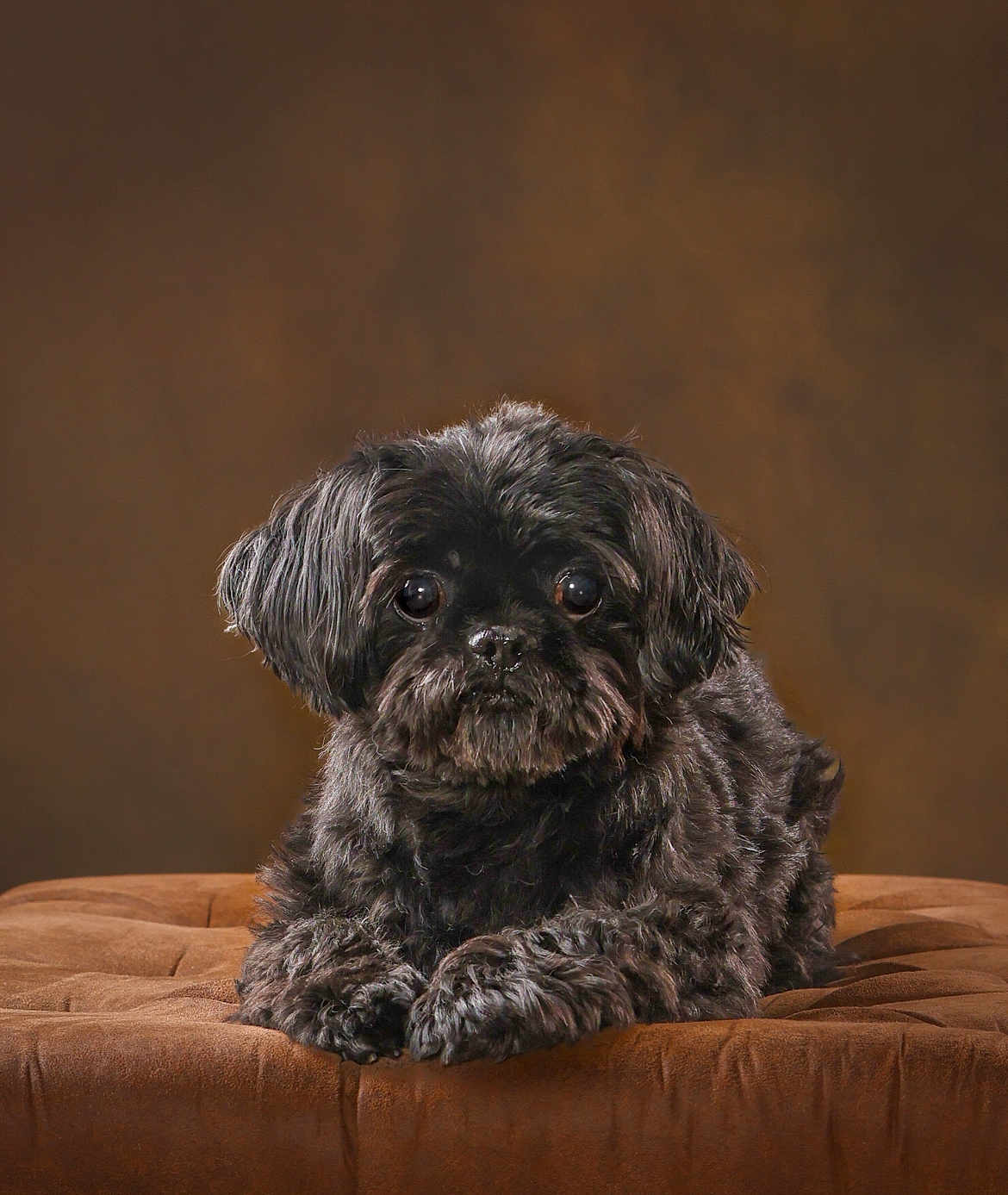 Taipei joined the competition — help win amazing prizes! dog, black_dog, pet, fluffy, fur, cushion, brown_background, portrait, animal, cute, indoor, looking_at_camera, small_dog, resting, furry, companion, domestic_animal, cute_pet, soft_lighting, close_up